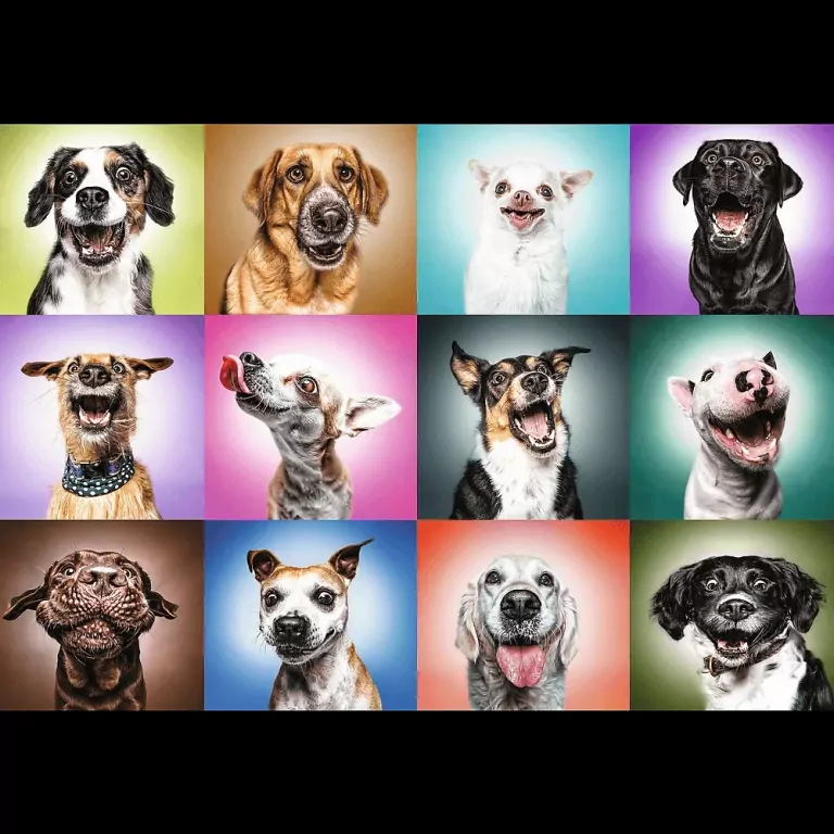 Puzzle 1000. Funny Dogs Faces TREFL - tantis.pl