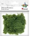 Mech chrobotek ciemnozielony 20g - tantis.pl
