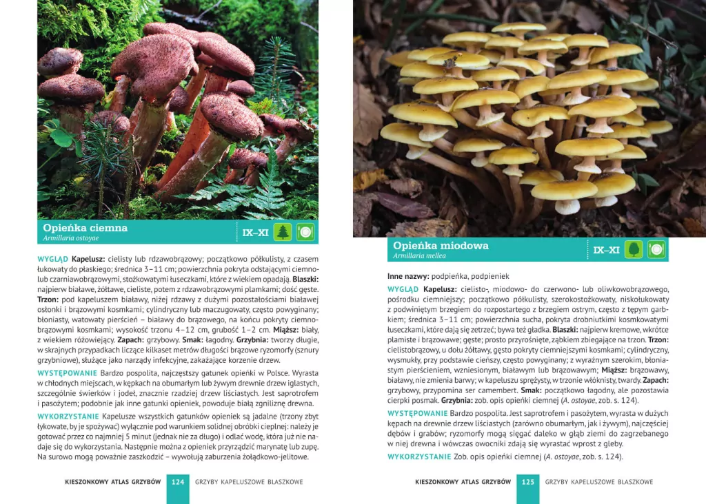 Kieszonkowy atlas grzybów - tantis.pl