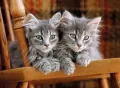 Puzzle 500. High Quality Collection. Kittens. Koty - tantis.pl