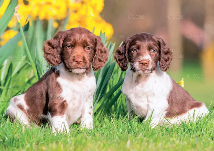 Kalendarz 2026 rodzinny Psy domowe - tantis.pl