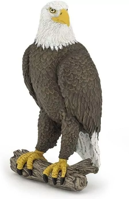 Orzeł bielik - tantis.pl