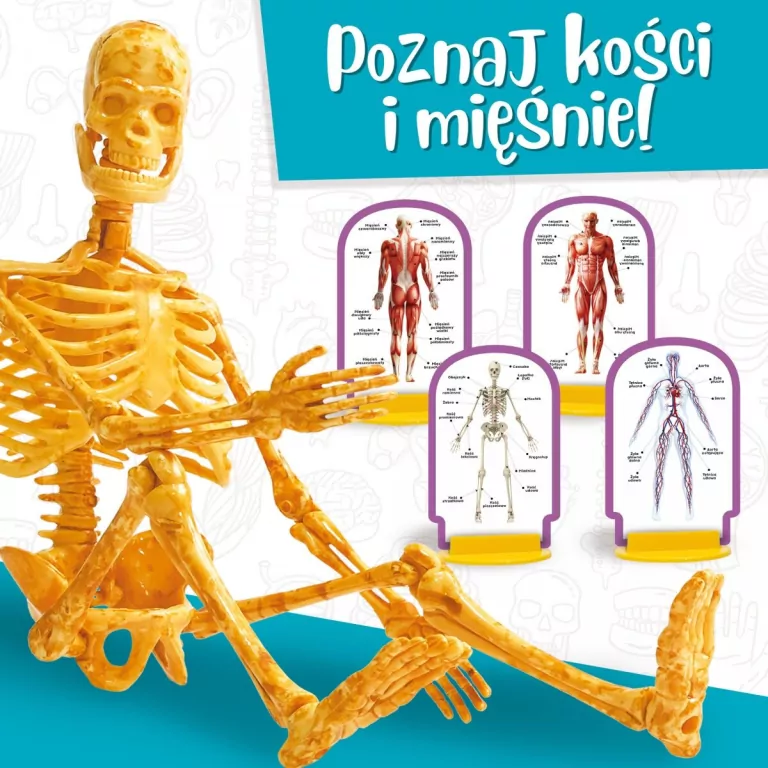 Poznaj ciało człowieka.  I'm a genius - tantis.pl