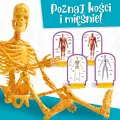 Poznaj ciało człowieka.  I'm a genius - tantis.pl
