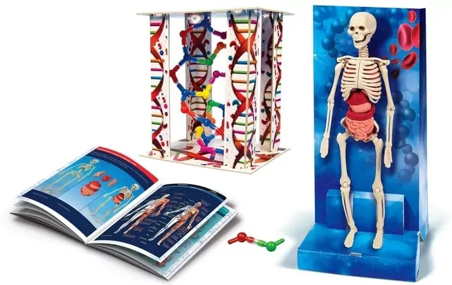 Ciało ludzkie. Naukowa zabawa. 60249 - tantis.pl