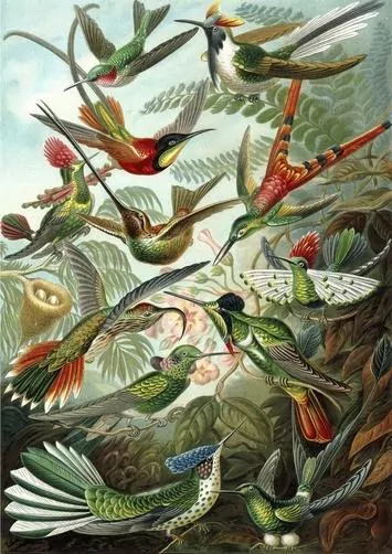 Karnet B6 z kopertą Kolibry - tantis.pl
