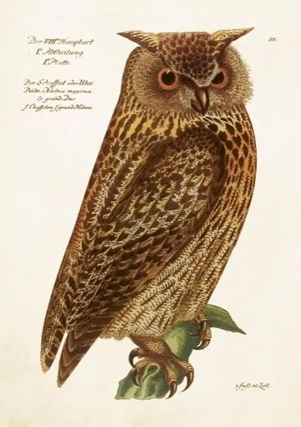 Karnet ST515 B6 + koperta Sowa - tantis.pl