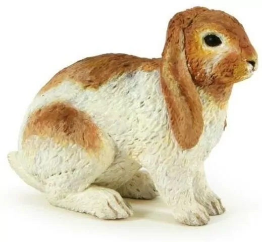 Królik Holland Lop - tantis.pl