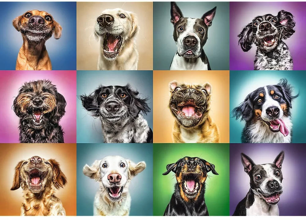 Puzzle 1000. Zabawne psie portrety 10462 - tantis.pl