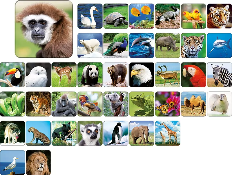 Memory Zoo. Gra planszowa - tantis.pl