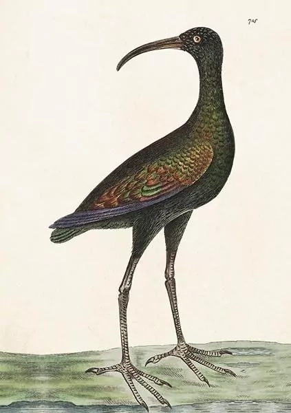 Karnet. Apteribis. ST378 - tantis.pl