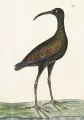 Karnet. Apteribis. ST378 - tantis.pl