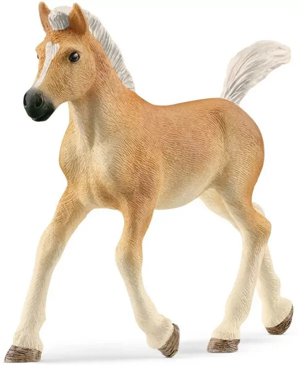 Źrebak rasy haflinger 13951 - tantis.pl