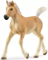 Źrebak rasy haflinger 13951 - tantis.pl