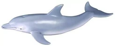 Delfin butlonosy - tantis.pl