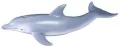 Delfin butlonosy - tantis.pl