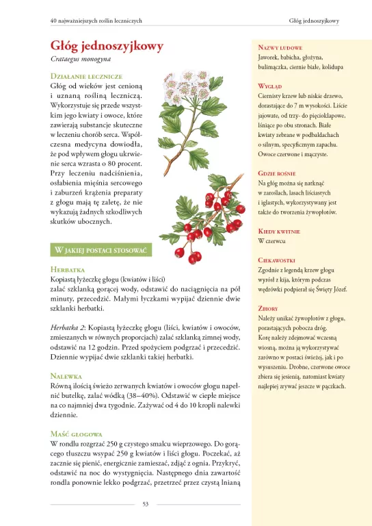 Moje rośliny lecznicze - tantis.pl