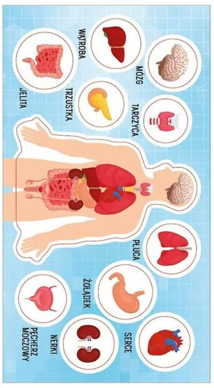 Naklejki. Anatomia człowieka - tantis.pl