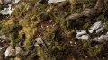 Gamers Grass: Dark Green Shrubs - tantis.pl