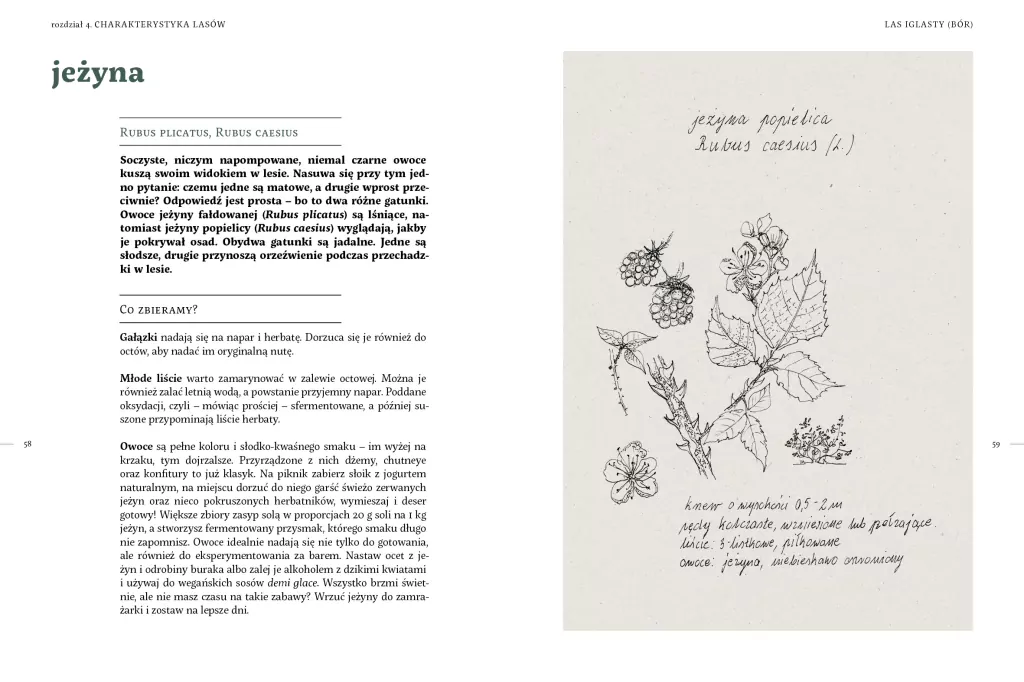 Leśne gotowanie. Chwasty od kuchni - tantis.pl