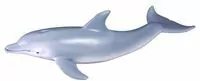 Delfin butlonosy - tantis.pl