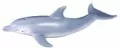 Delfin butlonosy - tantis.pl