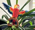 Origami 3D papuga/parrot - tantis.pl