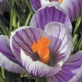 Karnet Kwiat Krokus 16x16 + koperta - tantis.pl