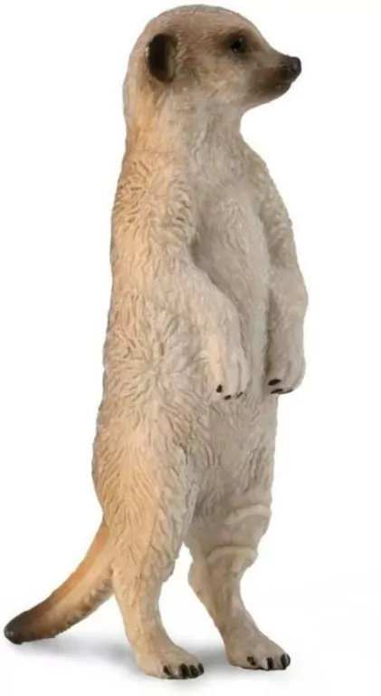 Surykatka szara - tantis.pl