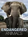 Endangered Animals - tantis.pl
