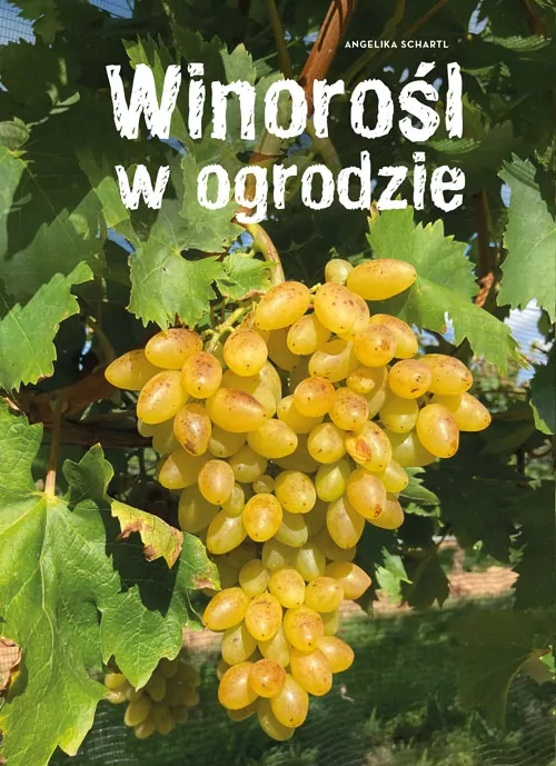 Winorośl w ogrodzie - tantis.pl