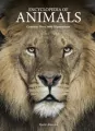 Encyclopedia of Animals - tantis.pl