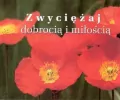 Zwyciężaj dobrocią i miłością. Perełka 193 - tantis.pl