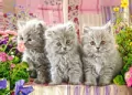 Puzzle 260. Three grey kittens B-27491-1 - tantis.pl