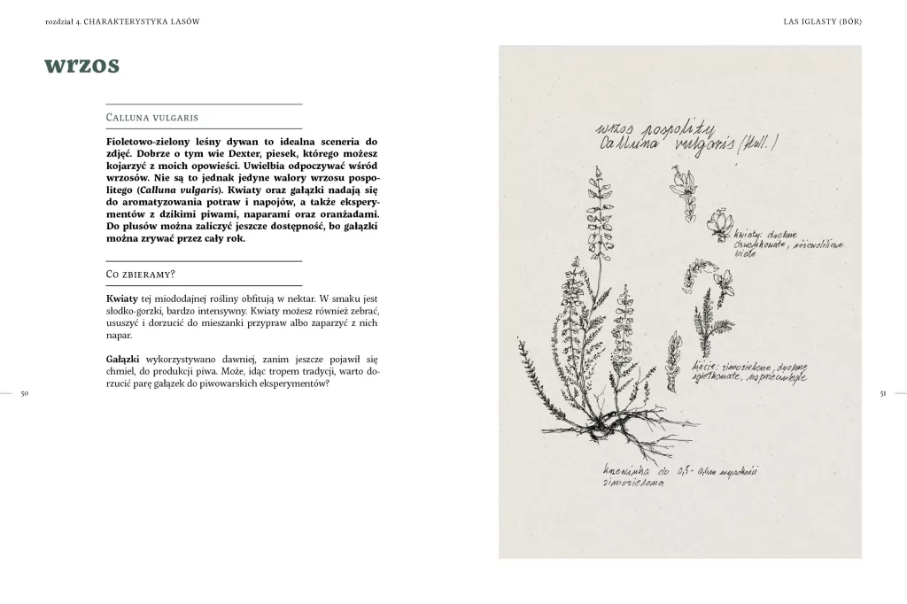 Leśne gotowanie. Chwasty od kuchni - tantis.pl