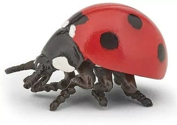 Biedronka - tantis.pl