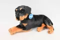 Pies rottweiler 47cm - tantis.pl