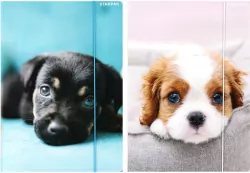 Teczka z gumką A4 Pieski mix