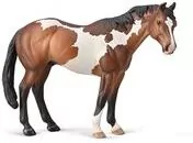 Appaloosa Ogier maści Bay Overo - tantis.pl