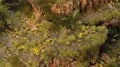 Gamers Grass: Dandelion Tiny Flowers - tantis.pl