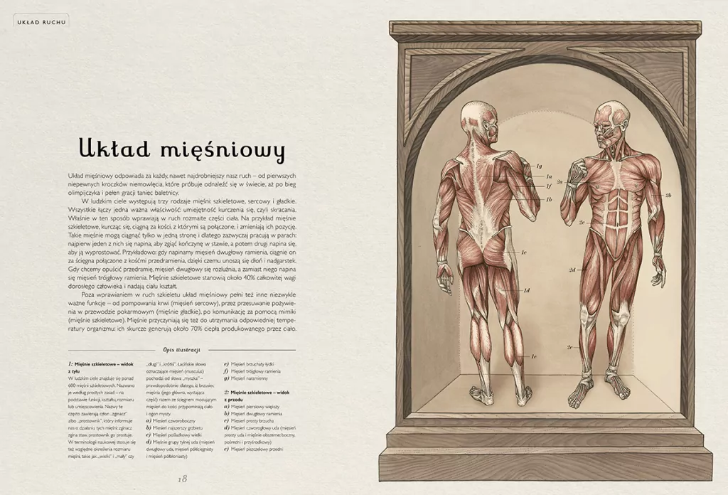 Anatomicum. Muzeum Anatomii. W Muzeum - tantis.pl