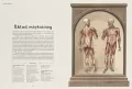 Anatomicum. Muzeum Anatomii. W Muzeum - tantis.pl