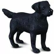Pies labrador - tantis.pl