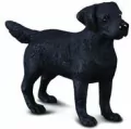 Pies labrador - tantis.pl