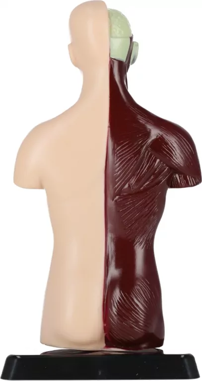 Zestaw Naukowca Anatomia Człowieka - tantis.pl