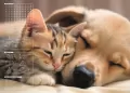 Mata na biurko z nadrukiem friendship - tantis.pl