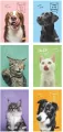 Zeszyt A5/60K kratka Pets (10szt) MAR MAR - tantis.pl