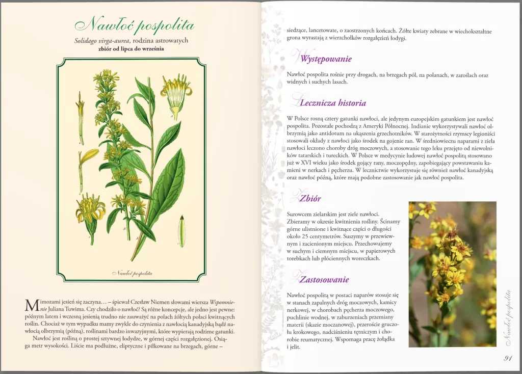 Zioła, nalewki, syropy i inne przepisy - tantis.pl