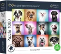 Puzzle 1000. Funny Dogs Faces TREFL - tantis.pl