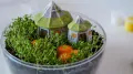 Harry Potter. Terrarium. 19248 - tantis.pl